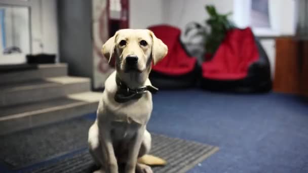 Labrador Spielt Mit Einem Spielzeug — Stockvideo