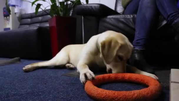 Labrador Playing Toy — Stock Video