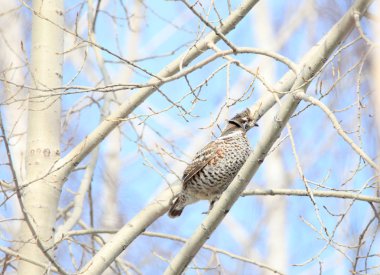 kış orman bir şube oturan orman tavuğu