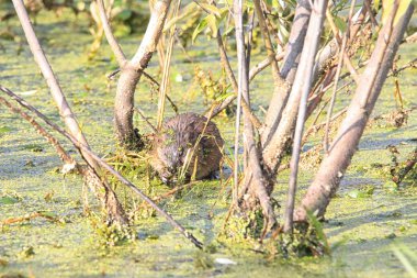 Misk sıçanı duckweed gölde yiyor.