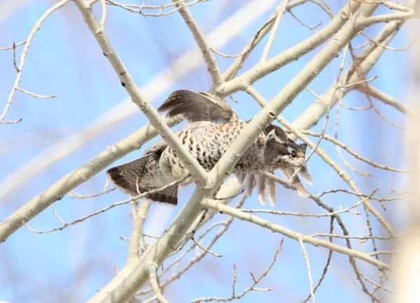 Grouse Sentado Ramo Floresta Inverno — Fotografia de Stock