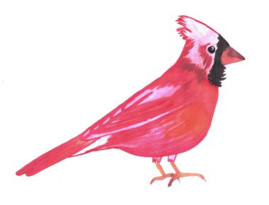 Kırmızı Kardinal kuş suluboya- Cardinalis cardinalis
