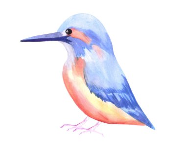 Ortak Kingfisher veya Alcedinidae beyaz izole