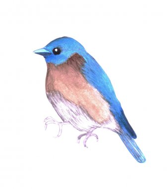 Doğu bluebird veya Sialia sialis beyaz izole