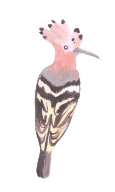 Hoopoe veya Upupa epops beyaz arka plan üzerinde izole