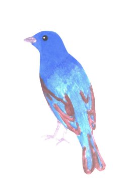 Indigo kiraz kuşu veya Passerina siyane beyaz izole