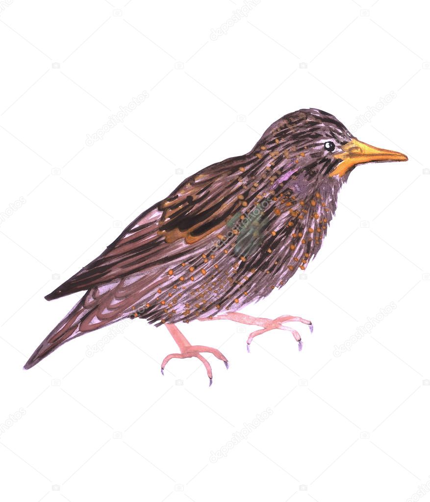 Common starling or European starling or Sturnus vulgaris isolated on white