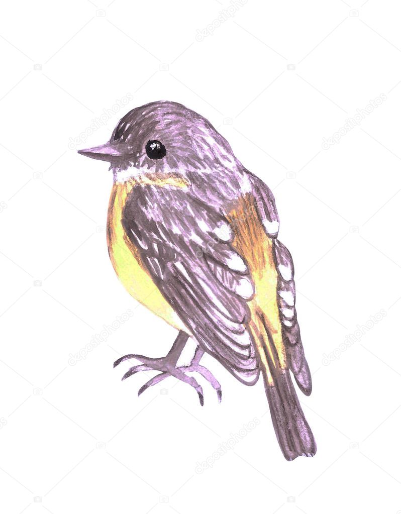 Eastern Yellow robin or Eopsaltria australis isolated on white