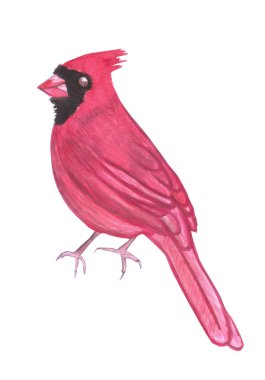 Kuzey kardinal veya Cardinalis cardinalis beyaz izole