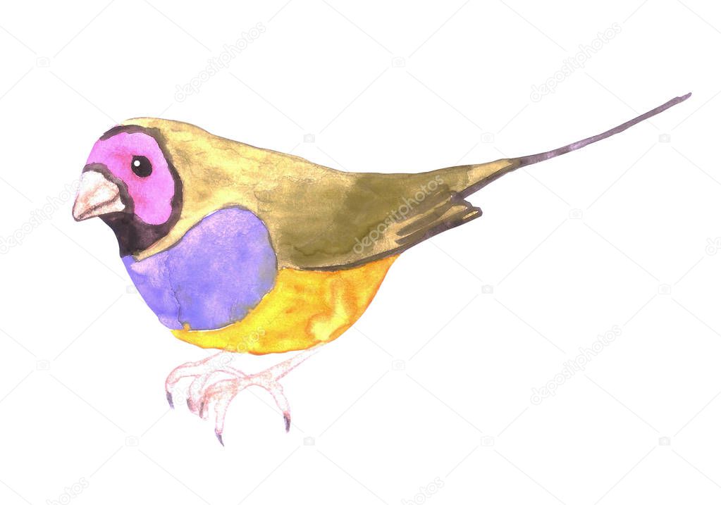 Red headed male Gouldian finch or Erythrura gouldiae isolated on white