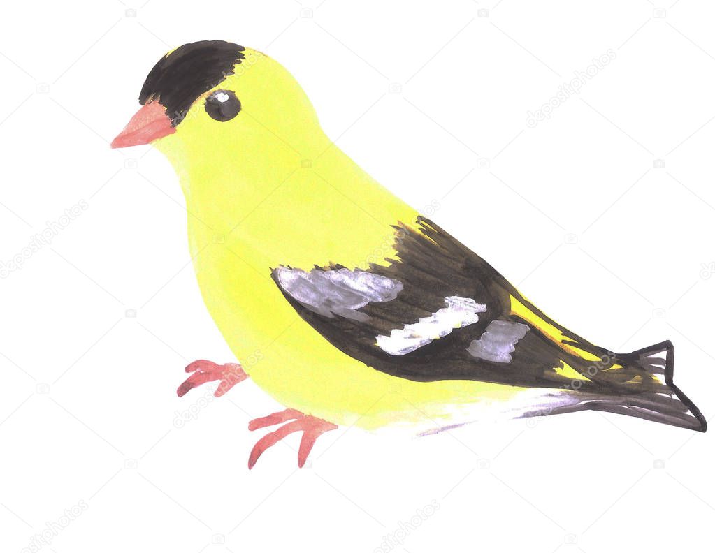 American goldfinch or Spinus tristis isolated on white