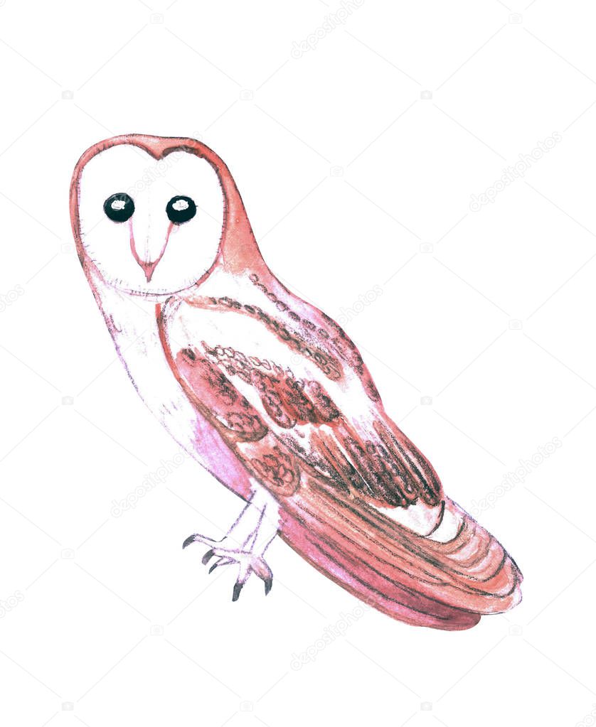 Barn owl or Tyto alba isolated on white
