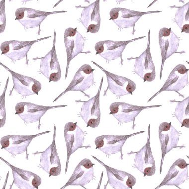 Amerikan Bushtit veya Psaltriparus minimus kuş dikişsiz suluboya kuşlar boyama arka plan