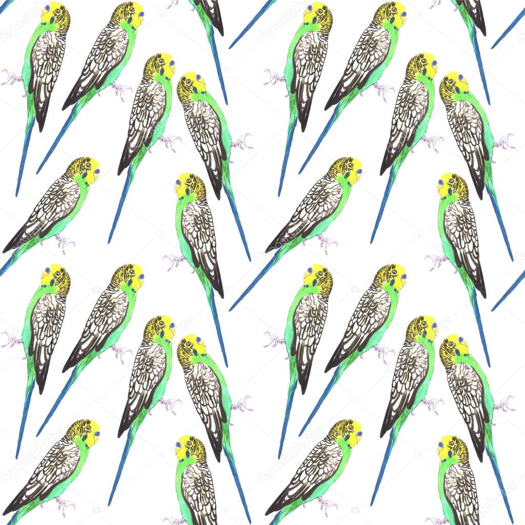 Budgerigar or Melopsittacus undulatus bird seamless watercolor birds painting background