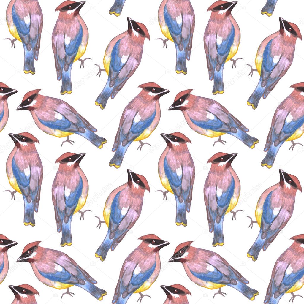 Cedar waxwing or Bombycilla cedrorum bird seamless watercolor birds painting background