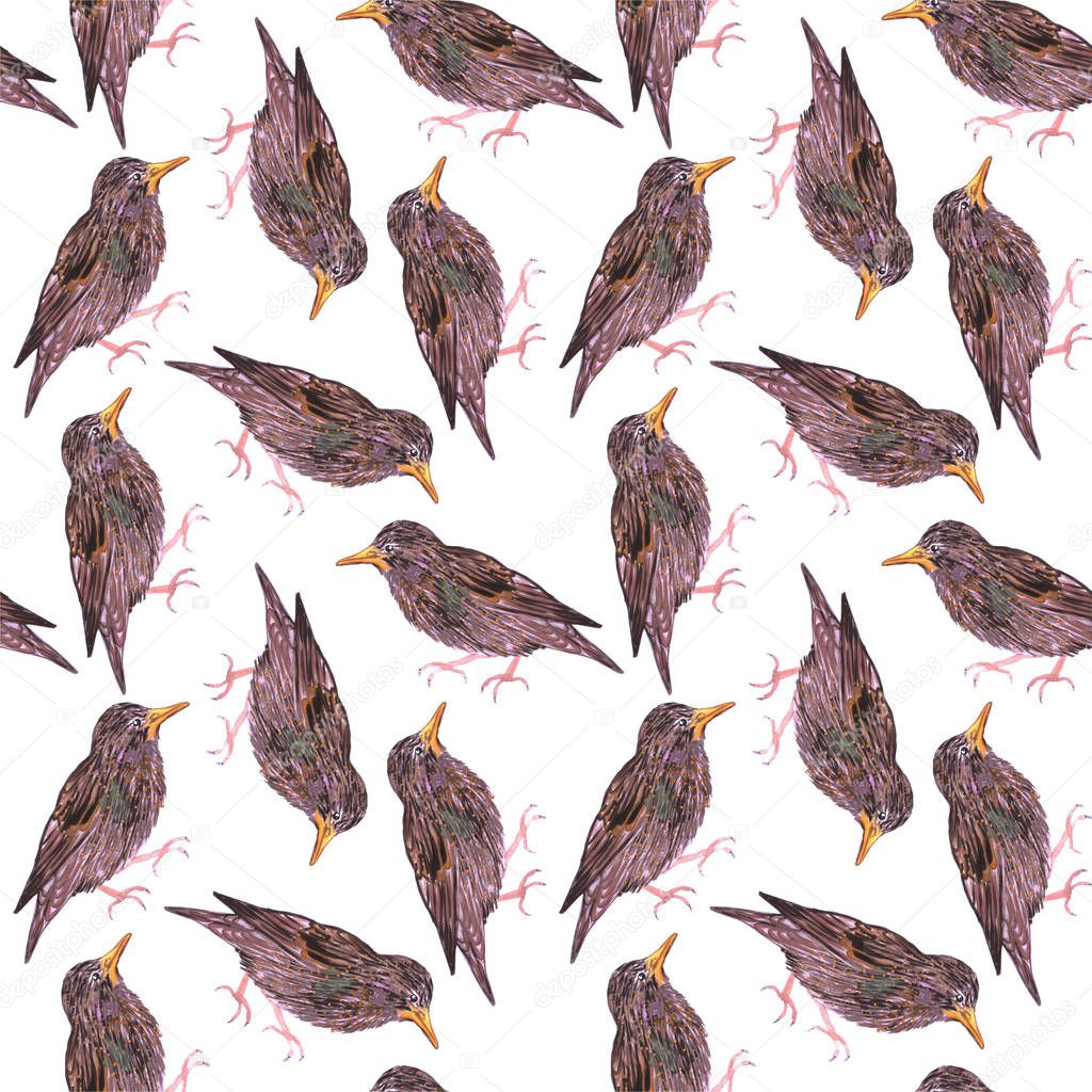 Common starling or European starling or Sturnus vulgaris bird seamless watercolor birds painting background