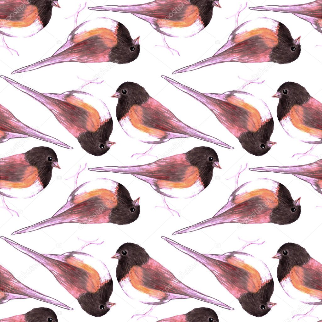 Dark eyed Junco or Junco hyemalis bird seamless watercolor birds painting background