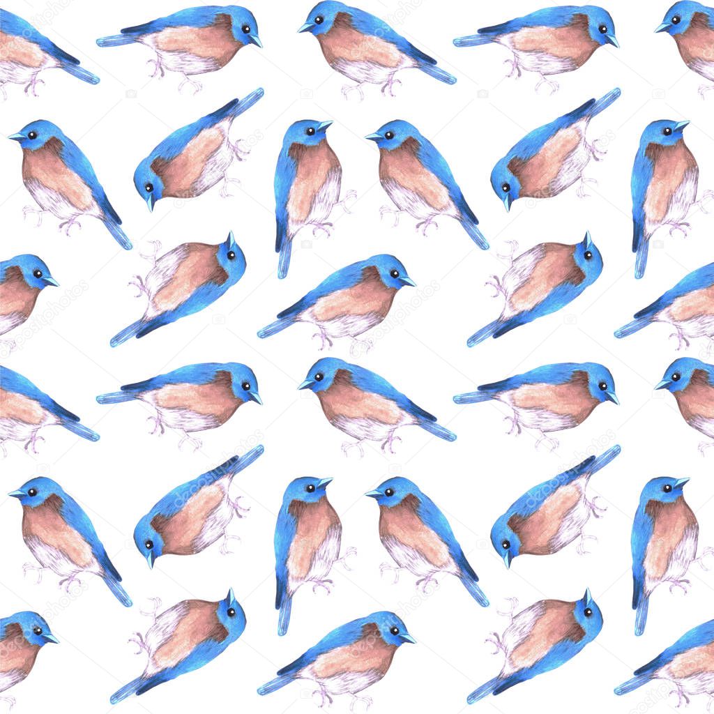 Eastern bluebird or Sialia sialis bird seamless watercolor birds painting background