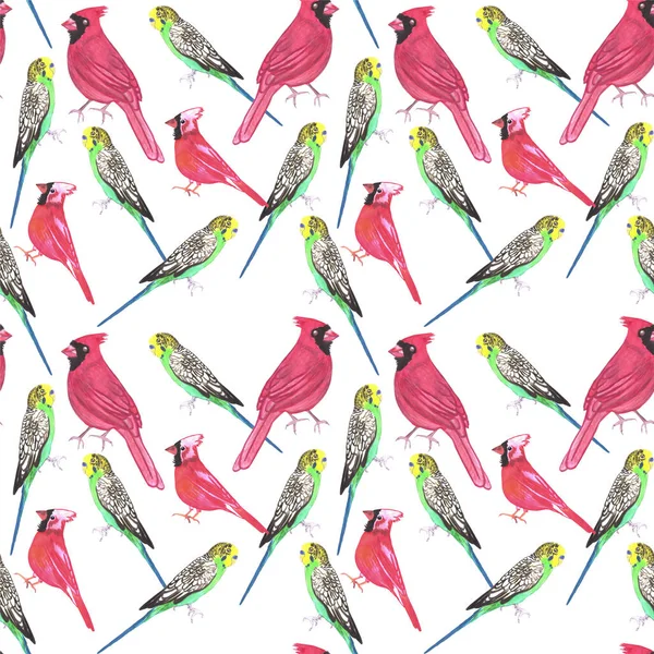 Nördlichen Kardinal Männchen Und Wellensittiche Vogel Nahtlose Aquarell Vögel Malerei — Stockfoto