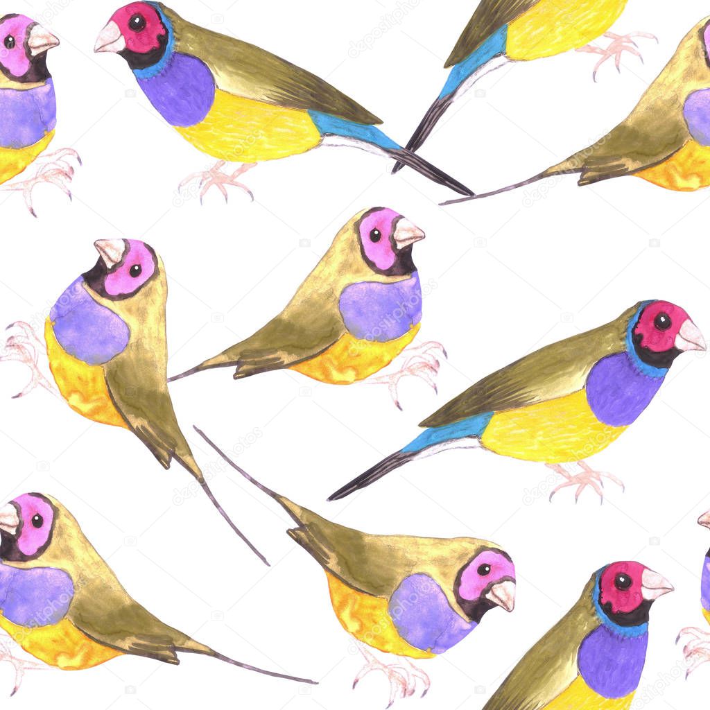 Red headed male Gouldian finch or Erythrura gouldiae bird seamless watercolor birds painting background