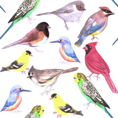 Various birds seamless watercolor background- budgie cardinal goldfinch titmouse kingfisher cedar waxwing juncos clipart