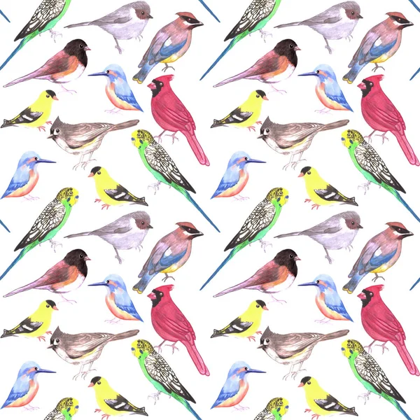 Various Birds Seamless Watercolor Background Budgie Cardinal Goldfinch Titmouse Kingfisher — Stock Photo, Image