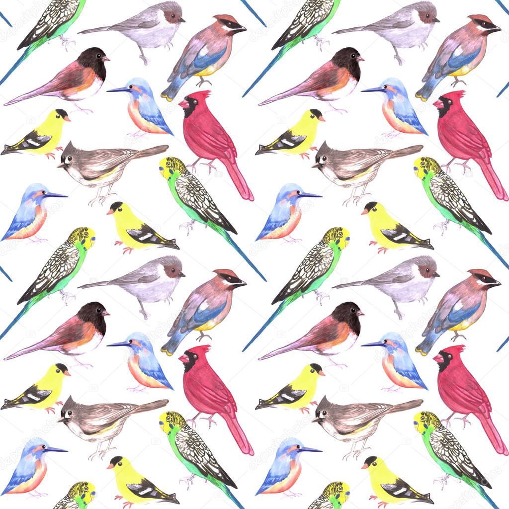 Various birds seamless watercolor background- budgie cardinal goldfinch titmouse kingfisher cedar waxwing juncos