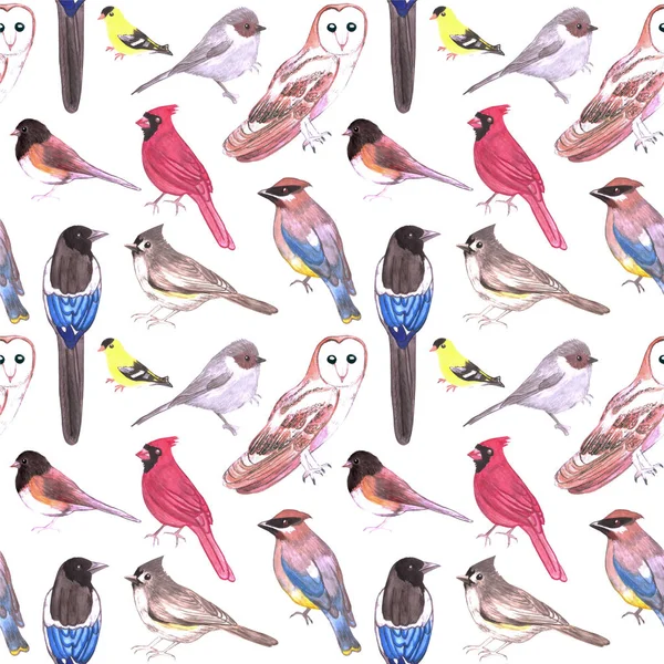 Yabani Kuşlar Suluboya Sorunsuz Arka Plan Amerika Nın Kuşları — Stok fotoğraf