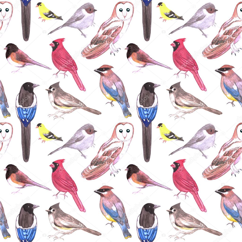 Wild birds watercolor seamless background- Birds of America
