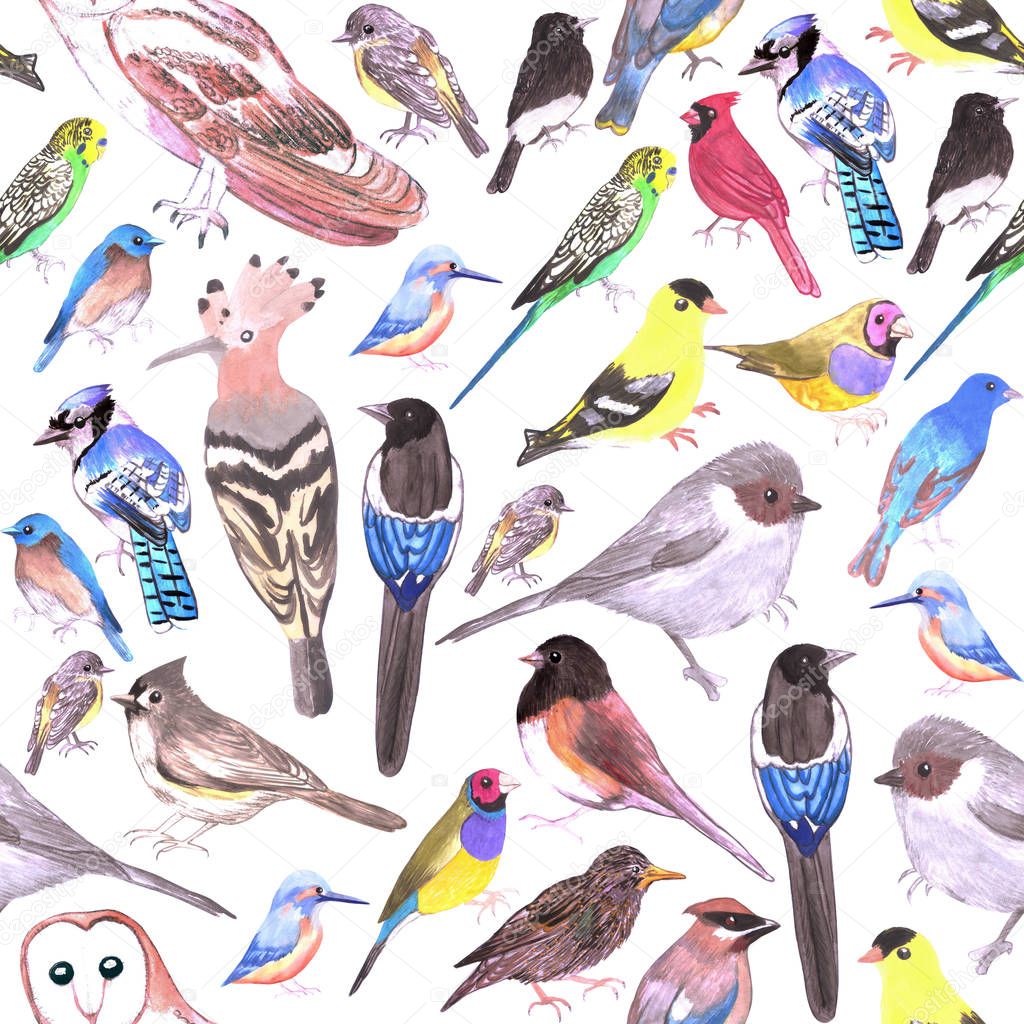 Birds of America- pets and wild birds seamless background