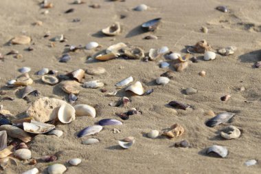 Kumlu sahildeki kabuklar