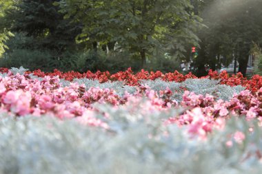 Yaz, Şehir Parkı, Merkez