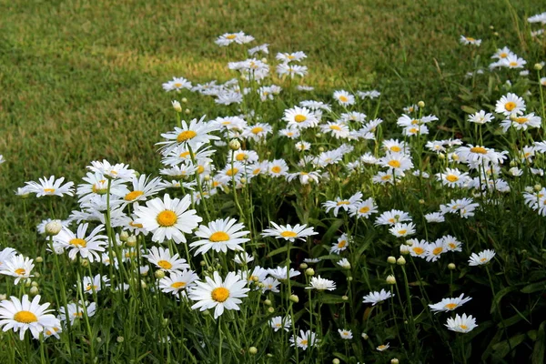 Gänseblümchen Der Stadt — Stockfoto