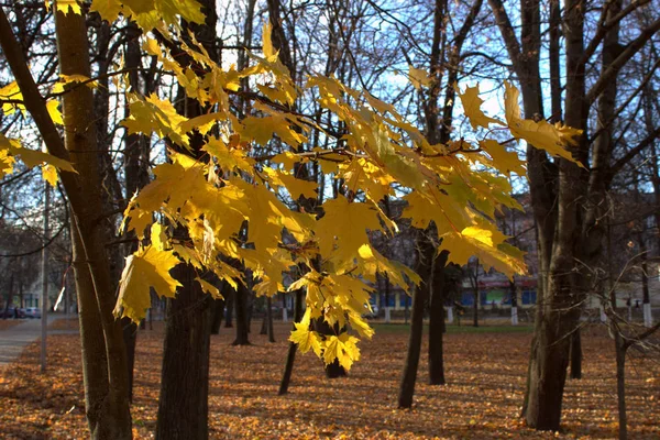 Осінь Прогулянка Камера Самотність — стокове фото