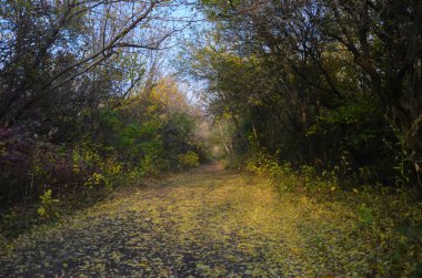  Sonbaharda orman yolu