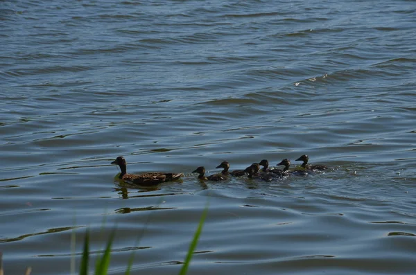 Ducklings Water Mom — Stock Photo, Image