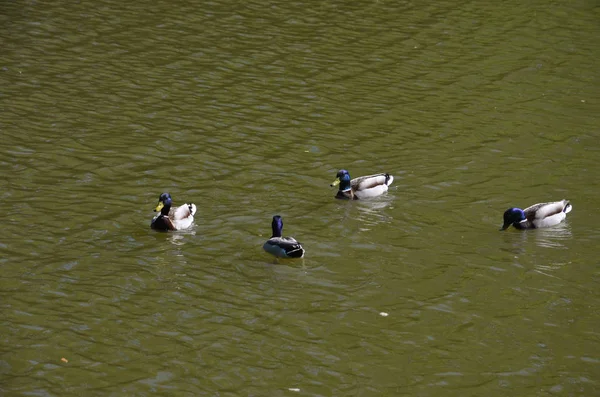 Patos Água — Fotografia de Stock