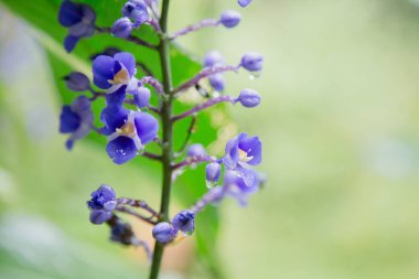 Euglossini arı veya orkide arı polen yağmur ile Delphinium Guardian çiçek toplama, bırakır. Makro vurdu. Diğer bitkiler ile yumuşak odak yeşil arka plan. Florianopolis, Santa Catarina / Brezilya