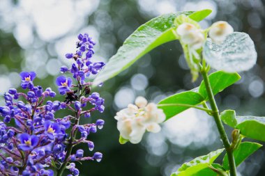 Beyaz çiçek yağmur damlaları, makro vurdu. Diğer bitkiler ile yumuşak odak yeşil arka plan. Florianopolis, Santa Catarina / Brezilya
