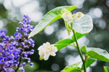 Beyaz çiçek yağmur damlaları, makro vurdu. Diğer bitkiler ile yumuşak odak yeşil arka plan. Florianopolis, Santa Catarina / Brezilya