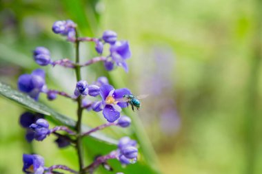 Euglossini arı veya orkide arı polen yağmur ile Delphinium Guardian çiçek toplama, bırakır. Makro vurdu. Diğer bitkiler ile yumuşak odak yeşil arka plan. Florianopolis, Santa Catarina / Brezilya