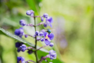 Euglossini arı veya orkide arı polen yağmur ile Delphinium Guardian çiçek toplama, bırakır. Makro vurdu. Diğer bitkiler ile yumuşak odak yeşil arka plan. Florianopolis, Santa Catarina / Brezilya