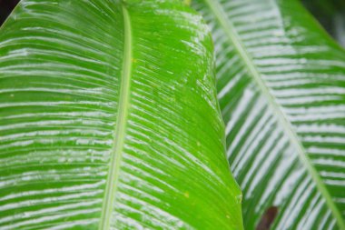 Yeşil yaprak ile shinning sabah yağmur ıslak ışık yansıması. Florianopolis, Santa Catarina / Brezilya