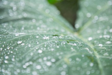'Fil kulak' bitki yağmur ile sabah bırakır. Florianopolis, Santa Catarina / Brezilya
