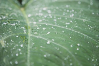 'Fil kulak' bitki yağmur ile sabah bırakır. Florianopolis, Santa Catarina / Brezilya