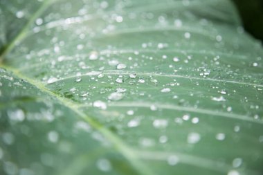 'Fil kulak' bitki yağmur ile sabah bırakır. Florianopolis, Santa Catarina / Brezilya