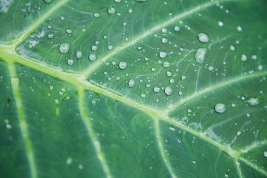 'Fil kulak' büyük yaprak yağmur ile sabah bırakır. Florianpolis, Santa Catarina / Brezilya