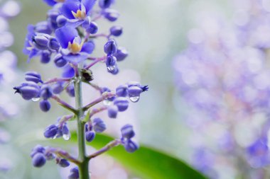 Delphinium Guardian çiçek yağmur ile sabah bırakır. Makro çekim, diğer bitkiler ile yumuşak odak arka plan. Florianopolis, Santa Catarina / Brezilya
