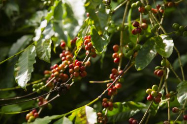 Bir orman ortamında kahve bitkisi, olgun kahve meyveleri. Sabahları güzel bir ışık. Florianpolis, Santa Catarina / Brezilya