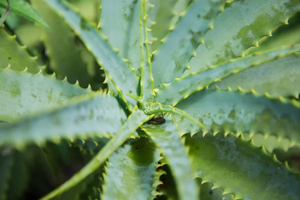 Aloe Vera Pflanze Mit Tau Morgen Makroschuss Florianopolis Santa Catarina — Stockfoto